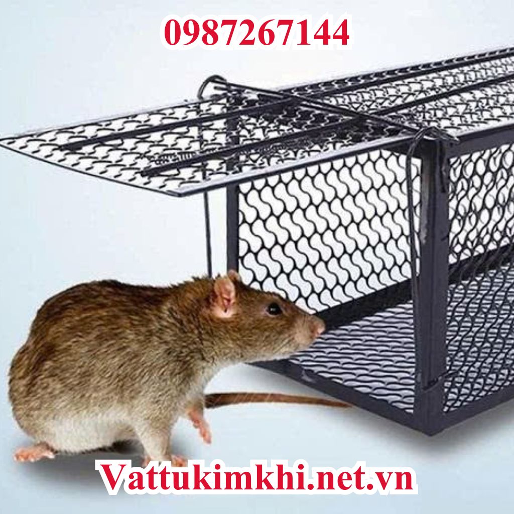 Bẫy chuột lồng